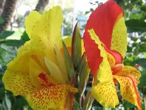 Heirloom Lush Mixed Yellow-Red Canna