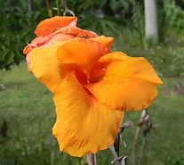 Heirloom Lush Orange Canna