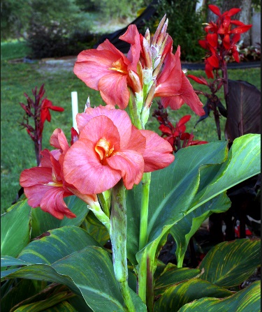 Heirloom Lush Pink Canna