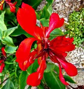 Heirloom Fancy Red Canna