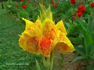 Heirloom Lush Freckled Yellow Canna