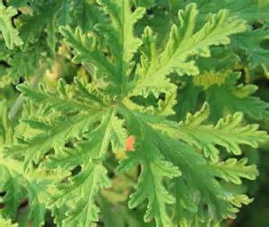 Heirloom Fancy Mosquito Plant - Geranium