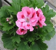 Heirloom Fancy Pink Geranium