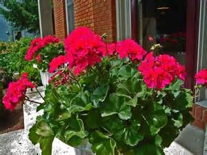 Heirloom Lush Red Geranium