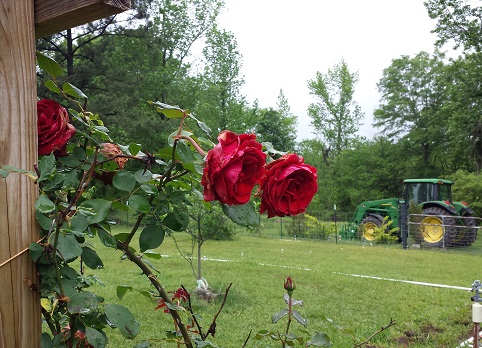 heirloom garden roses