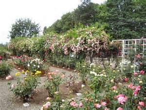 heirloom garden roses