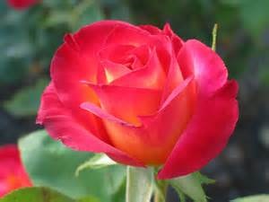 Tea Roses - red