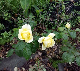 Tea Roses - yellow